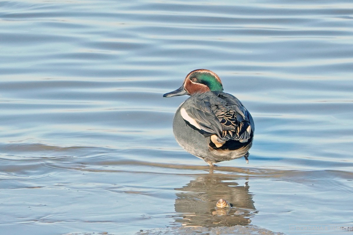 Green-winged Teal - Roksana and Terry
