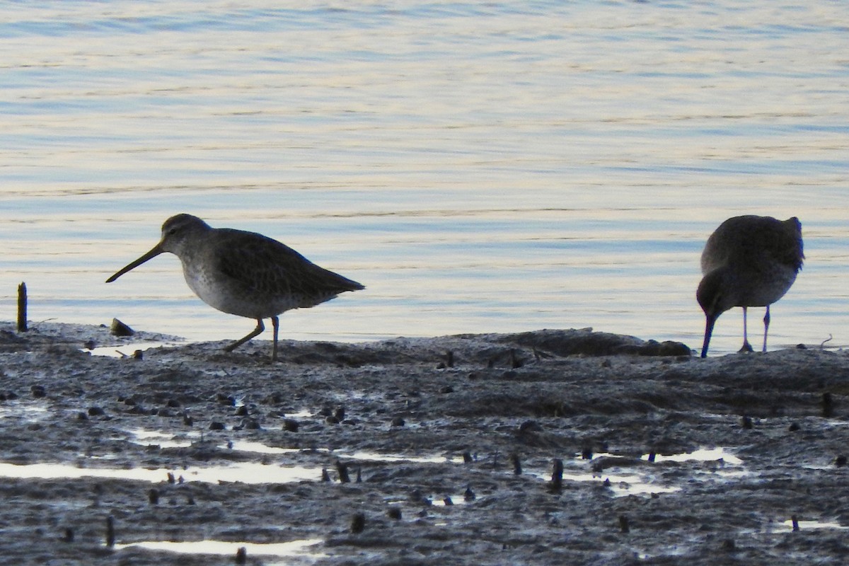 Long-billed Dowitcher - Gary Harbour