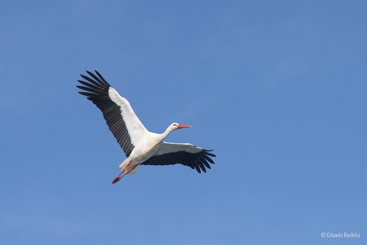 White Stork - ML127682421