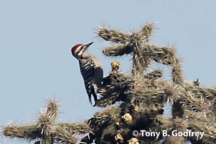 Ladder-backed Woodpecker - Tony Godfrey