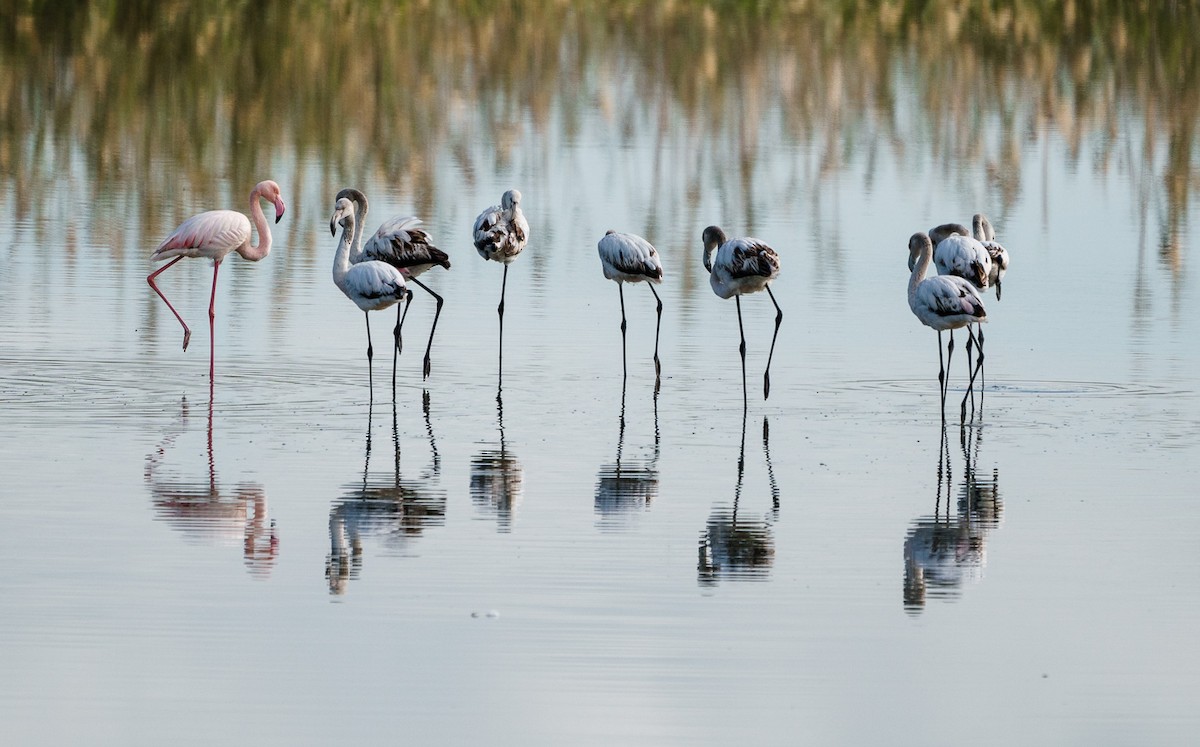 Greater Flamingo - babur hakarar