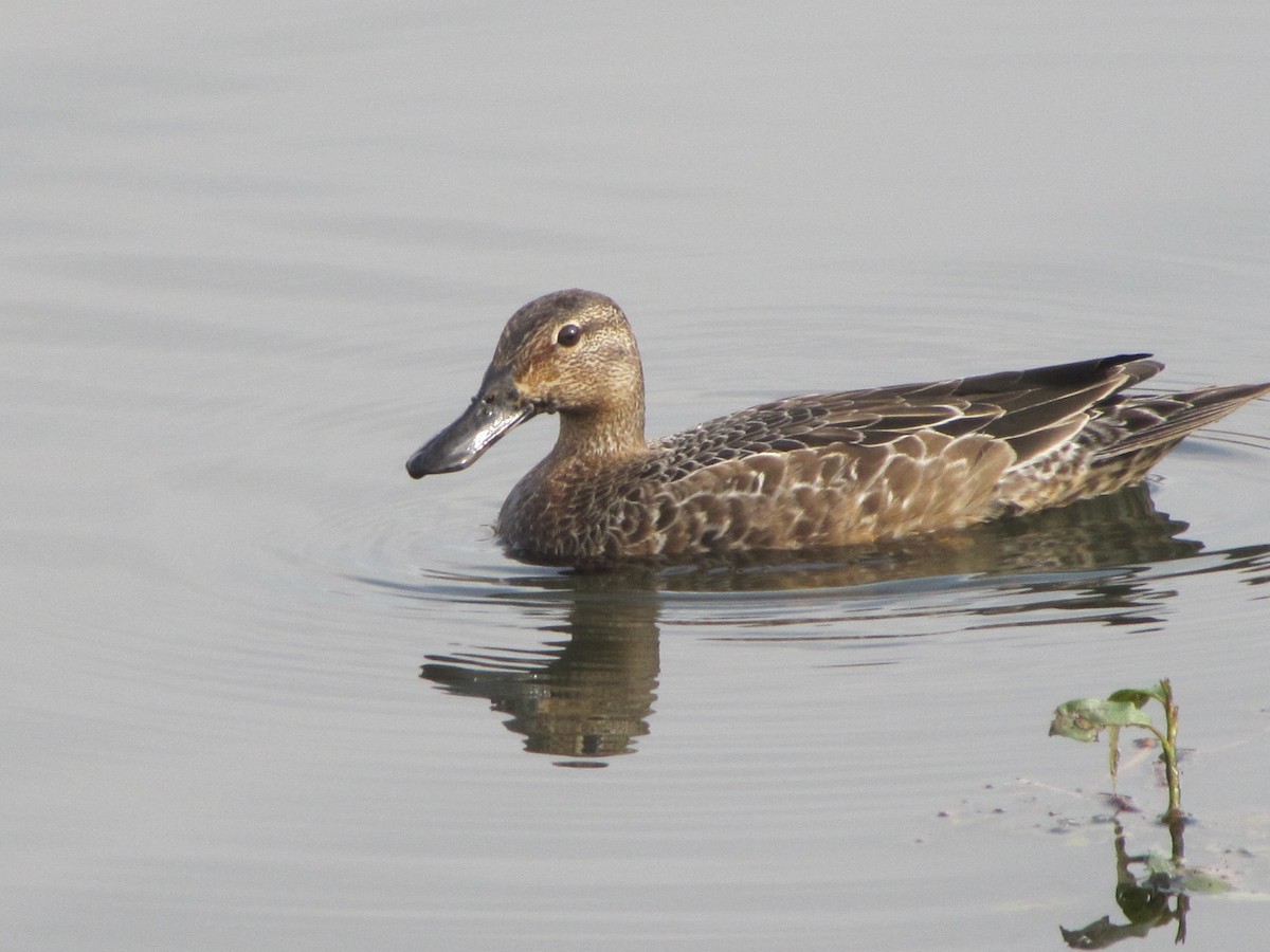 Blue-winged Teal - ML127686501