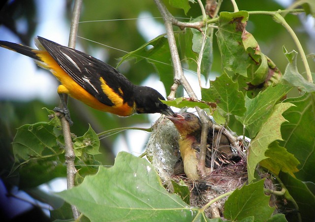 Male Baltimore Oriole feeding young. - Baltimore Oriole - 