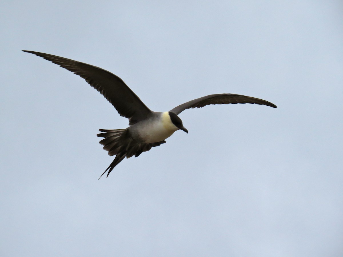 Long-tailed Jaeger - ML127692471