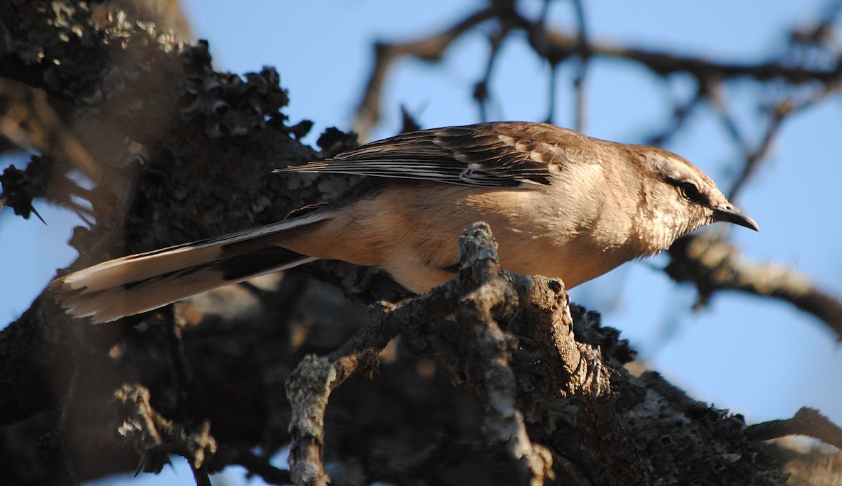 Patagonian Mockingbird - andres ebel