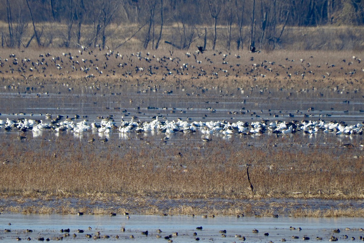 eBird Checklist 21 Nov 2018 Chautauqua NWREagle Bluff 23 species