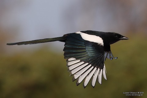 Eurasian Magpie - eBird