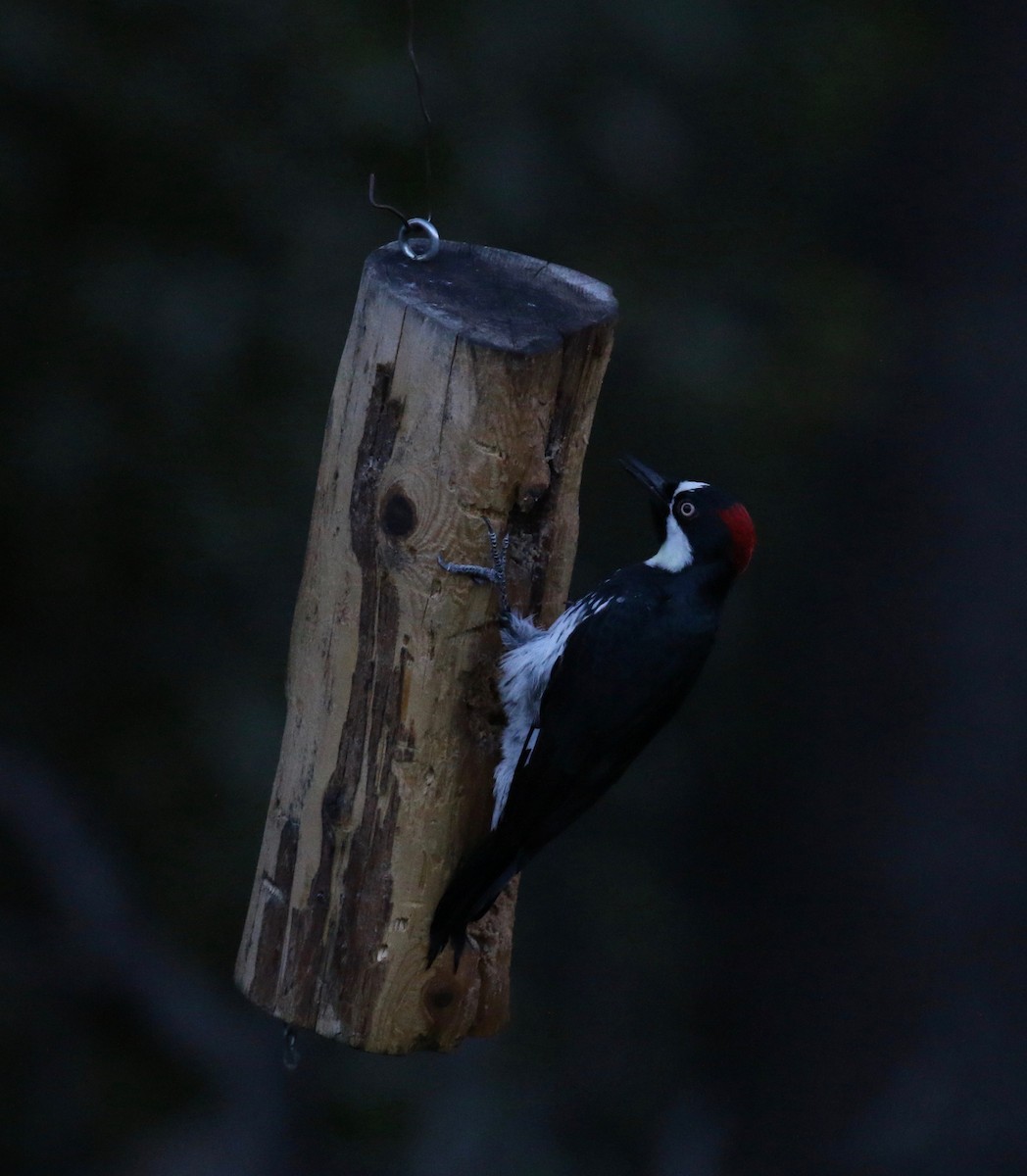 Acorn Woodpecker (Acorn) - Henry Burton