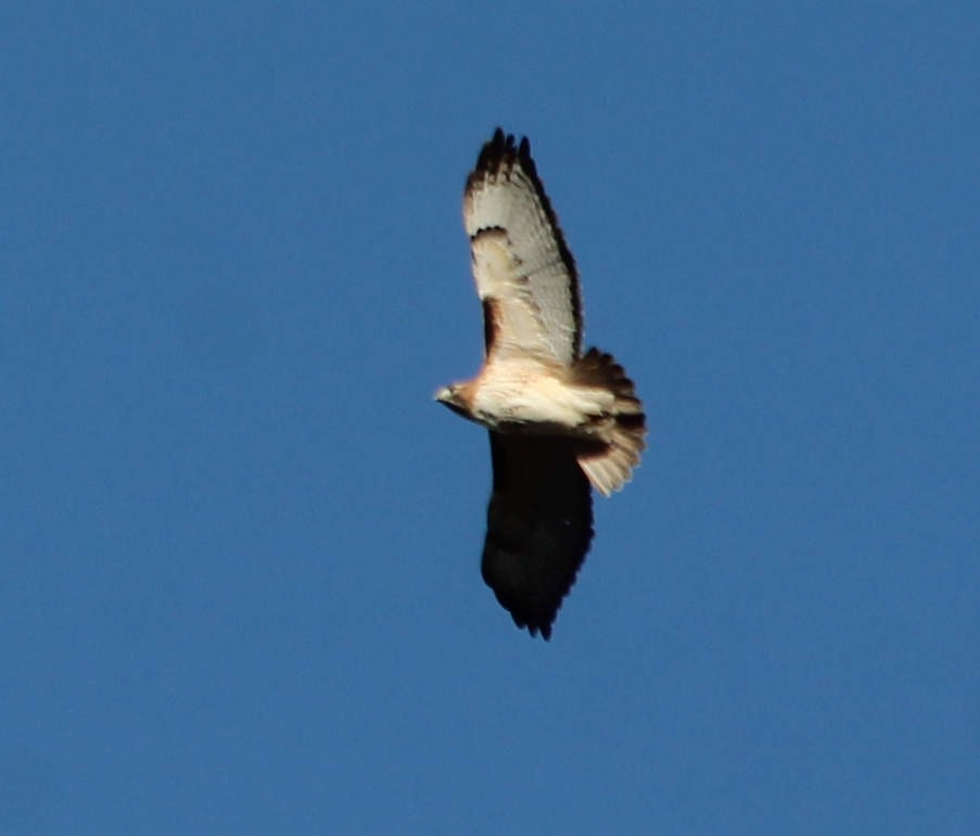 Red-tailed Hawk - ML127700521