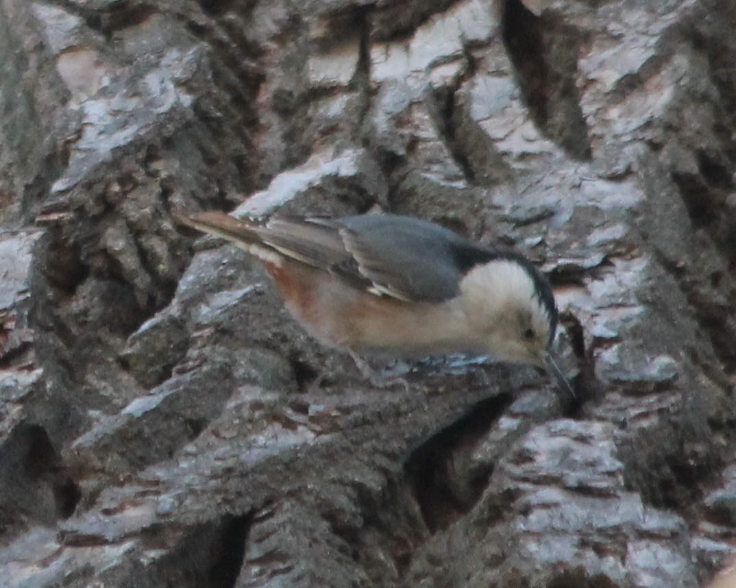 White-breasted Nuthatch - Lorraine Lanning