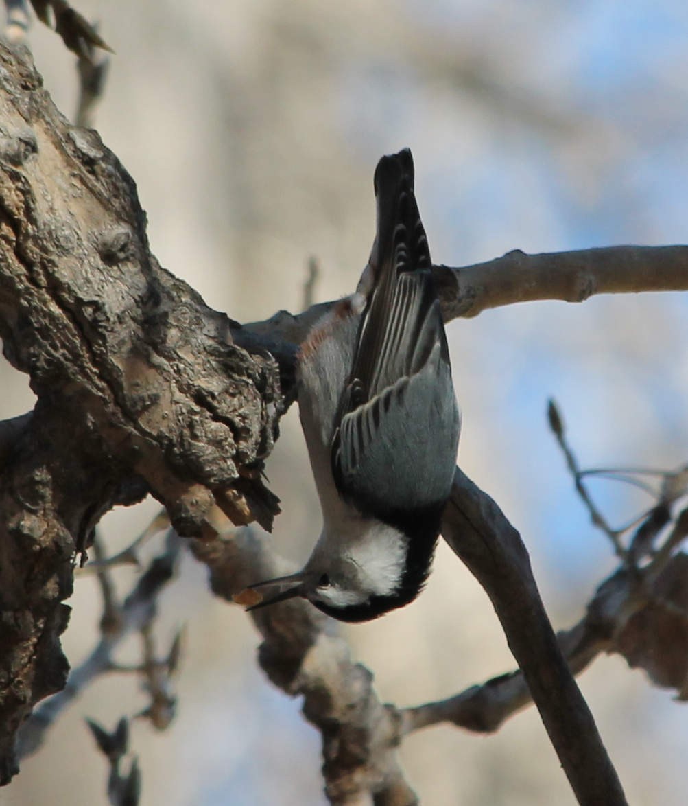White-breasted Nuthatch - ML127700731
