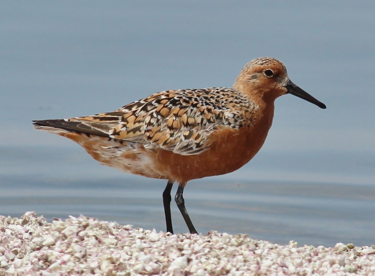 Red Knot - ML127704441