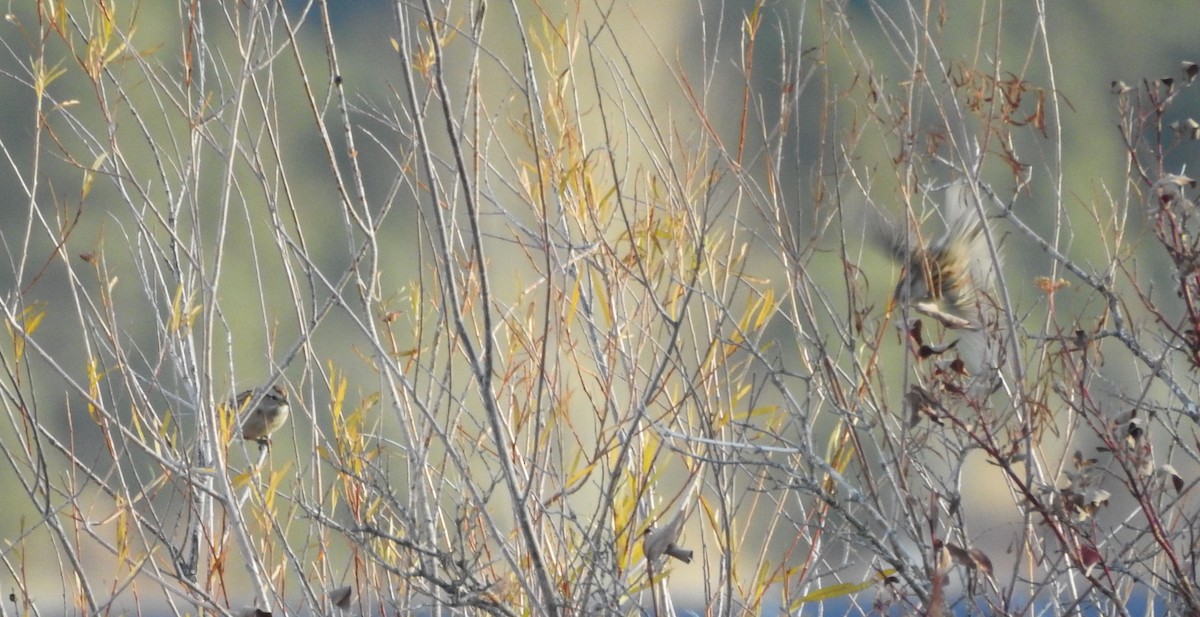 American Tree Sparrow - ML127706341