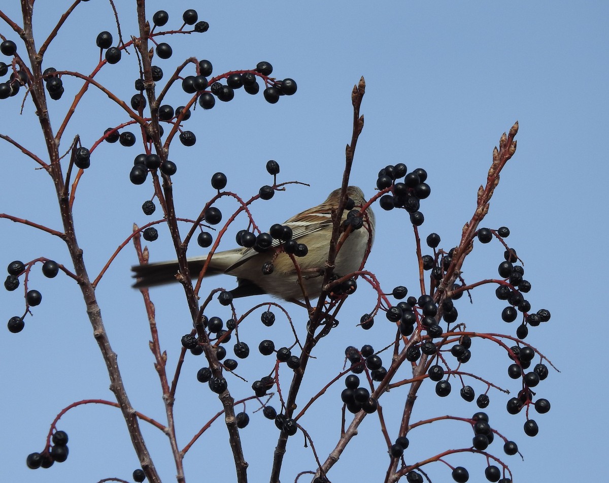 American Tree Sparrow - ML127706351