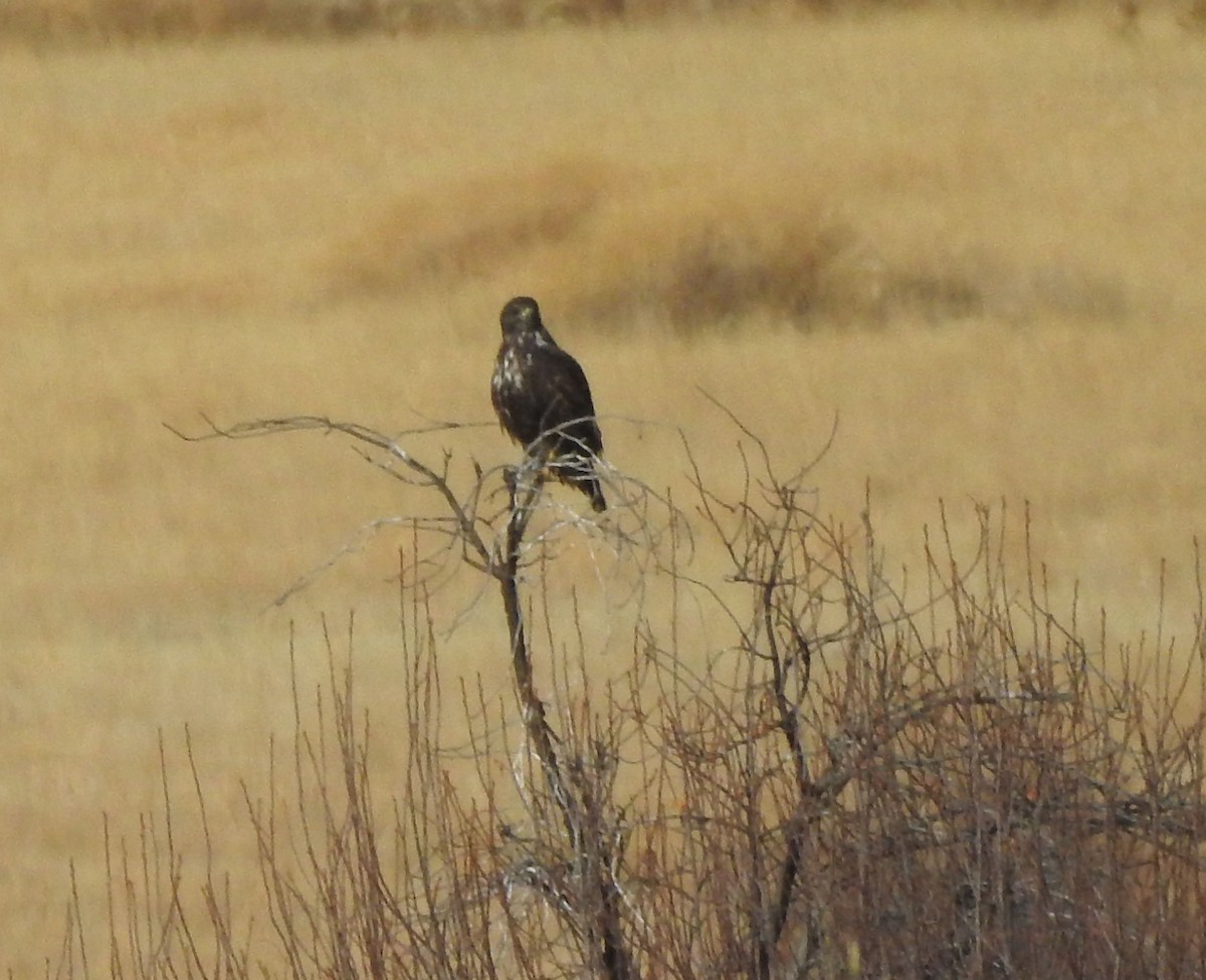 Red-tailed Hawk (Harlan's) - ML127706431