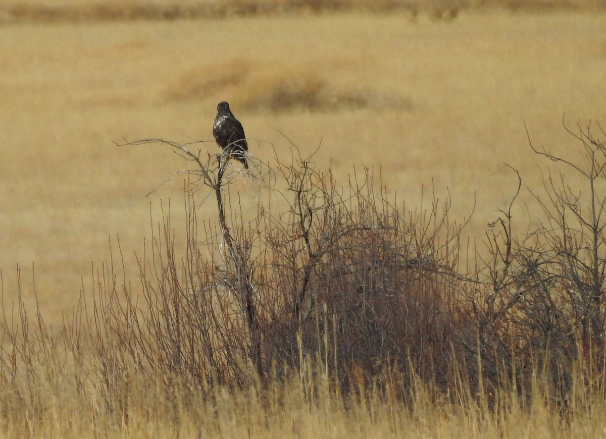 Red-tailed Hawk (Harlan's) - ML127706441