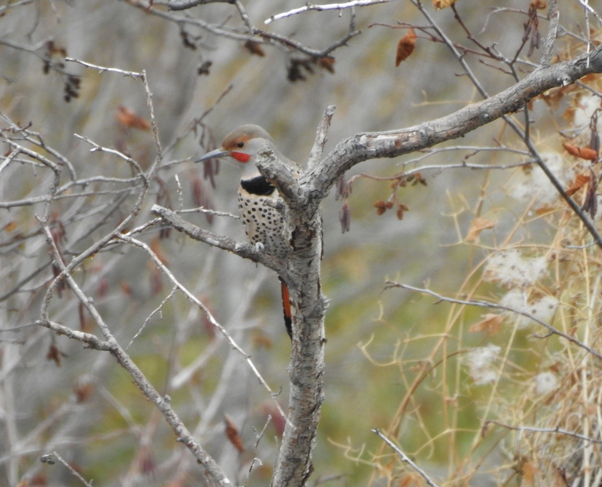 Northern Flicker (Red-shafted) - ML127706601