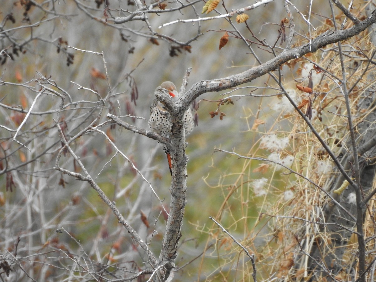 Northern Flicker (Red-shafted) - ML127706731
