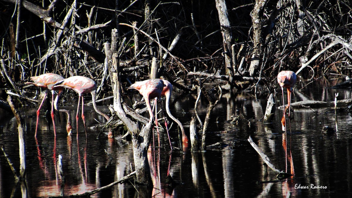 American Flamingo - EDWAR ROMERO
