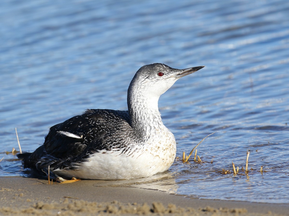 Red-throated Loon - ML127708411