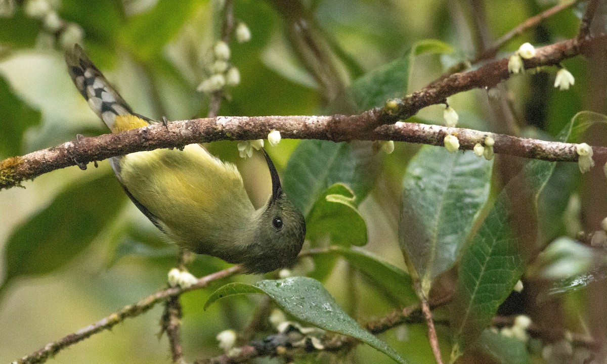 Green-tailed Sunbird (Doi Inthanon) - Paul Fenwick
