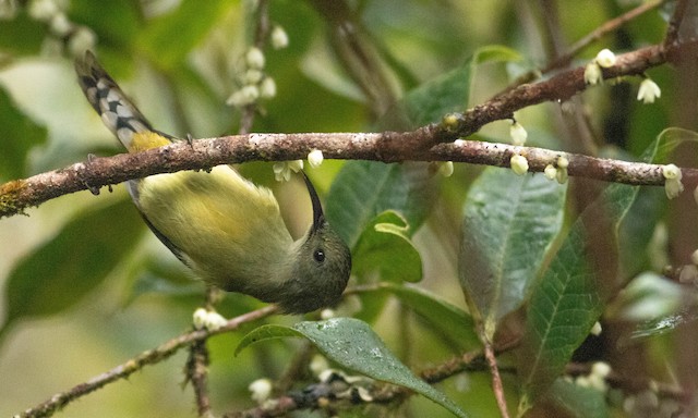 Green-tailed Sunbird (Doi Inthanon)