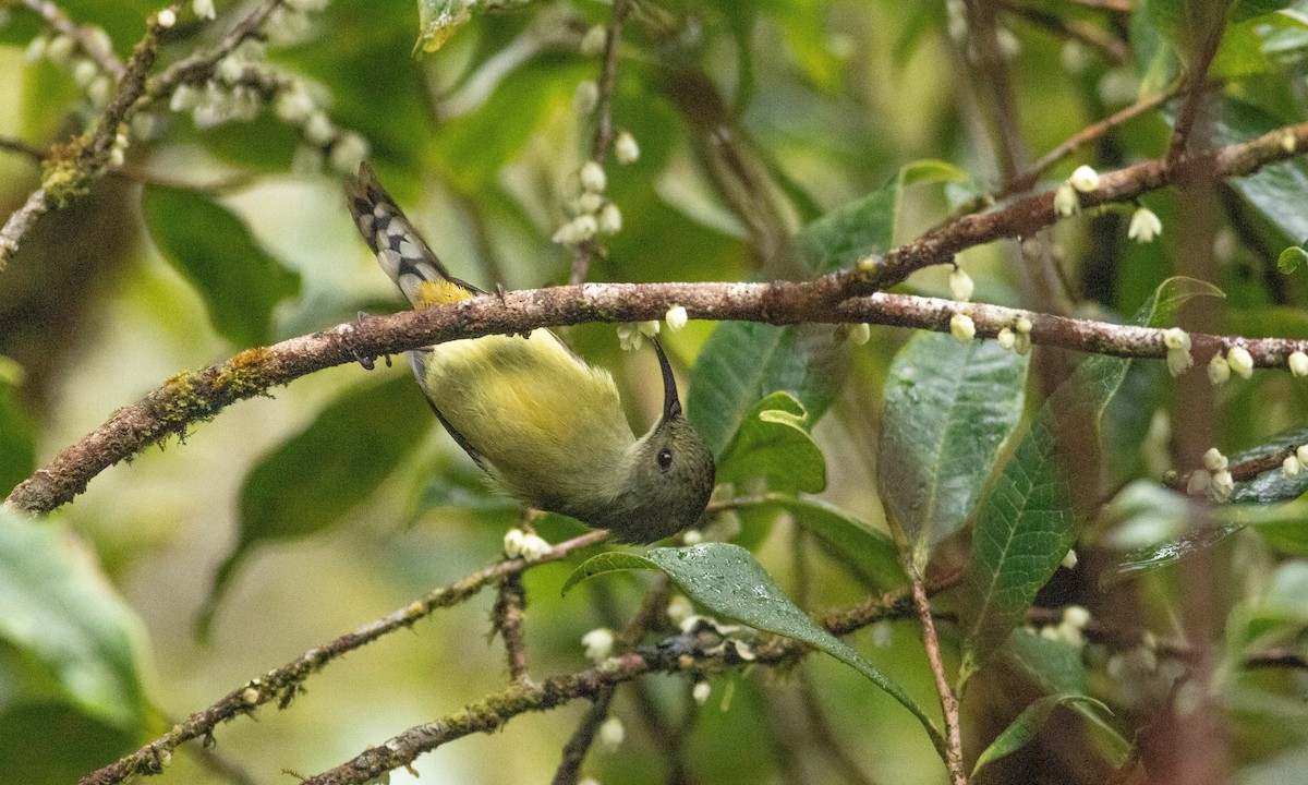 Green-tailed Sunbird (Doi Inthanon) - ML127709371