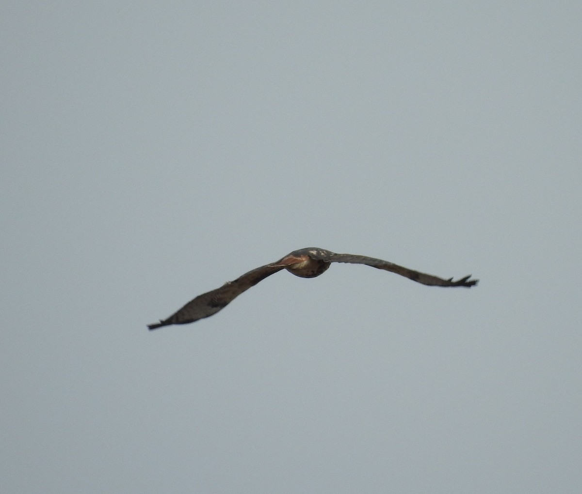 Red-tailed Hawk - ML127710301