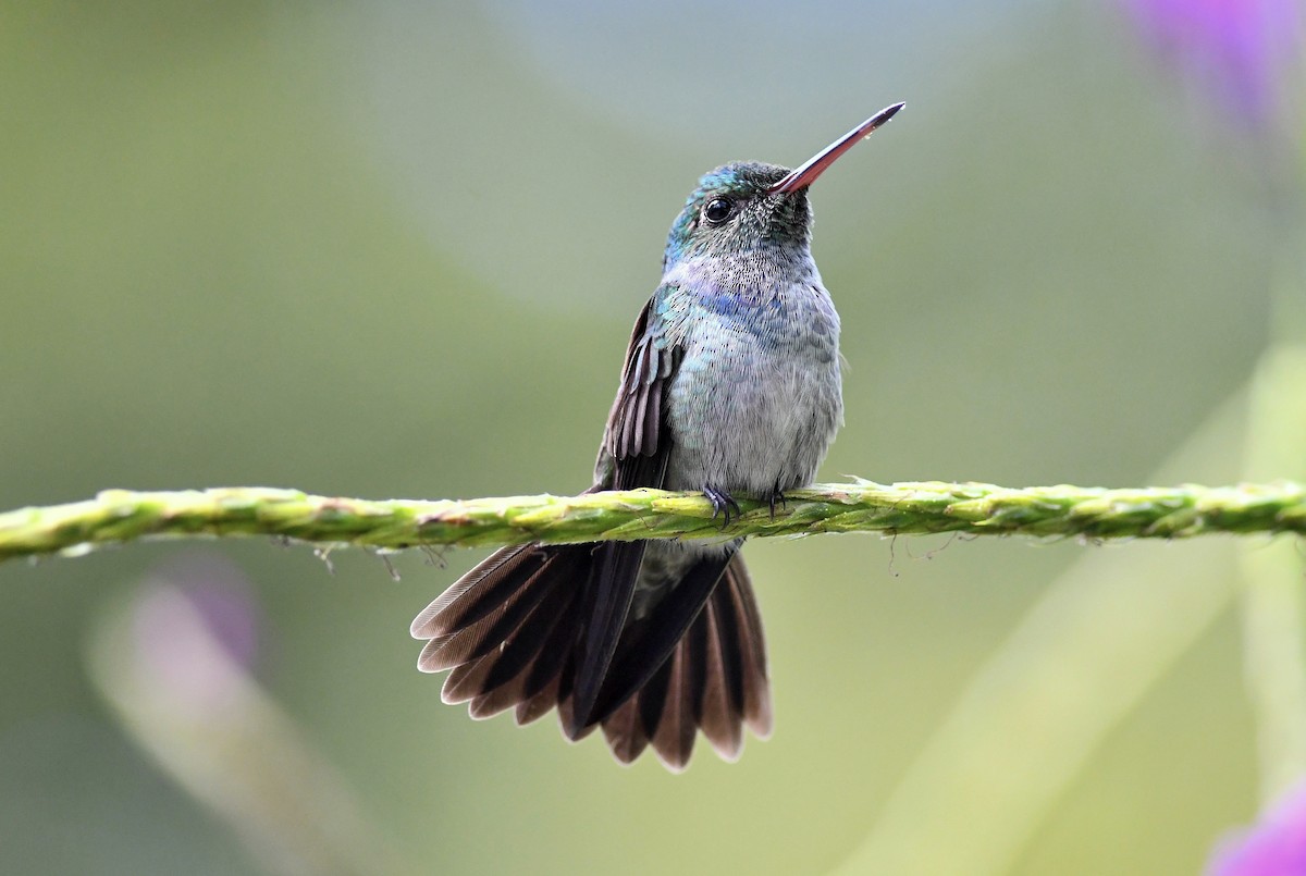 Blue-chested Hummingbird - Brandon Trentler