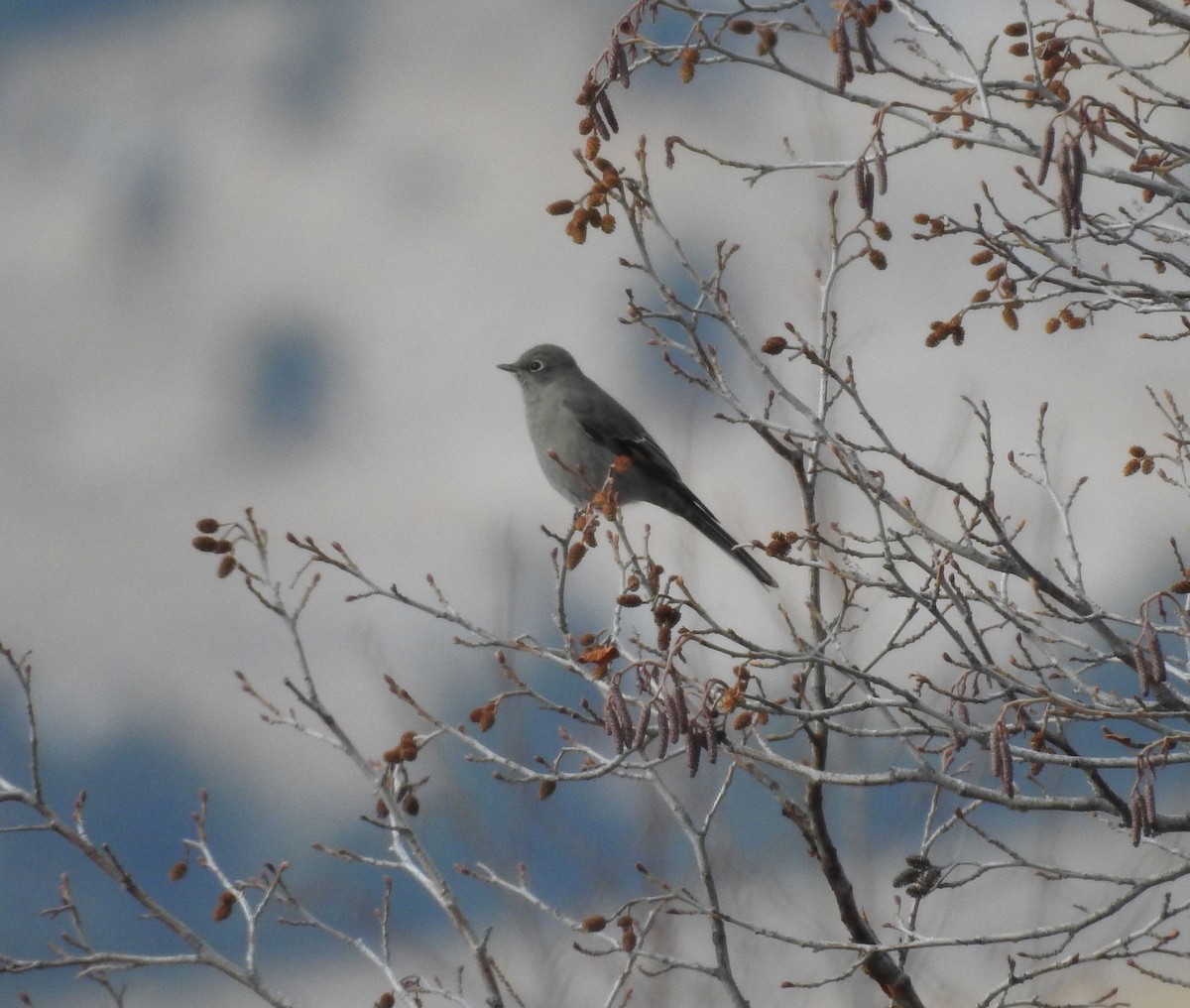 Townsend's Solitaire - ML127710871