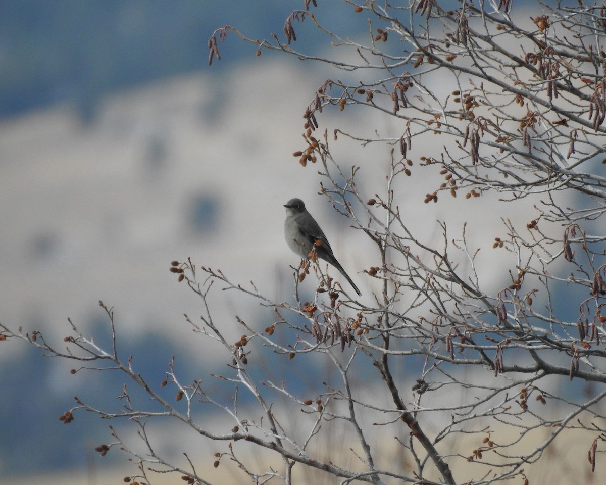 Townsend's Solitaire - ML127710901