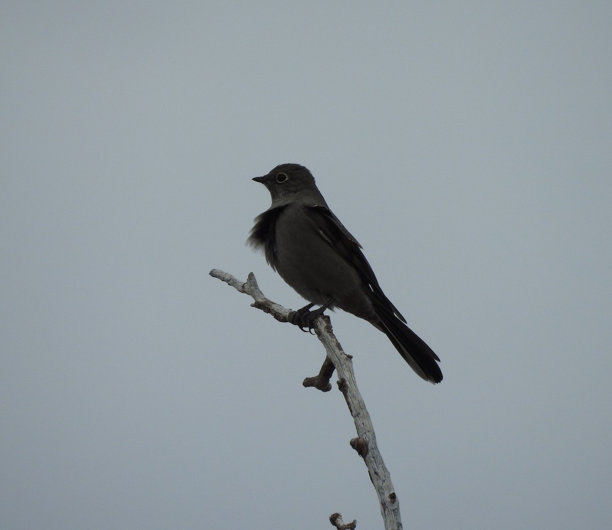 Townsend's Solitaire - ML127710911