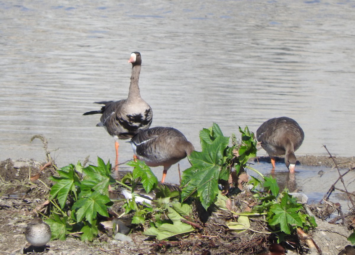 Greater White-fronted Goose - ML127711961