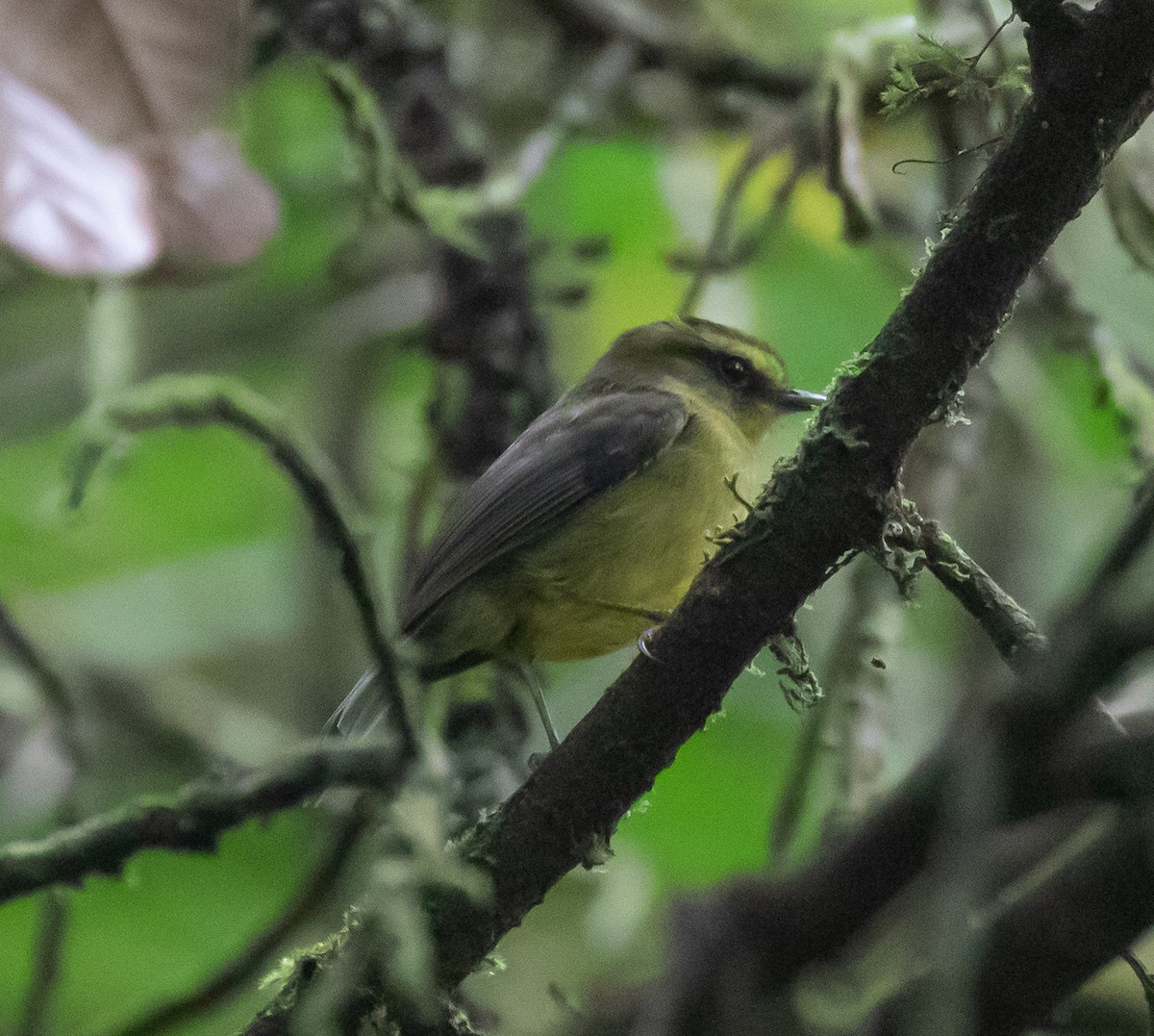 Yellow-bellied Chat-Tyrant - Jeff Tingle