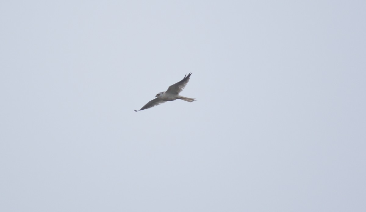White-tailed Kite - Natacha González