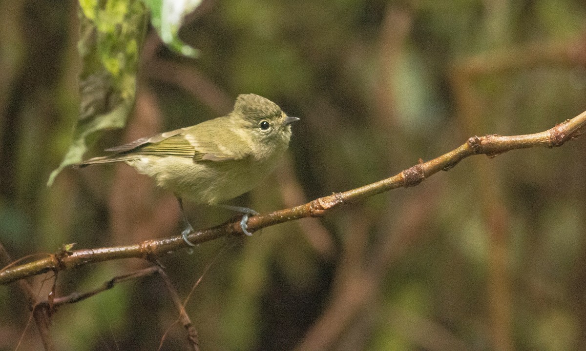 Yellow-browed Tit - ML127716021