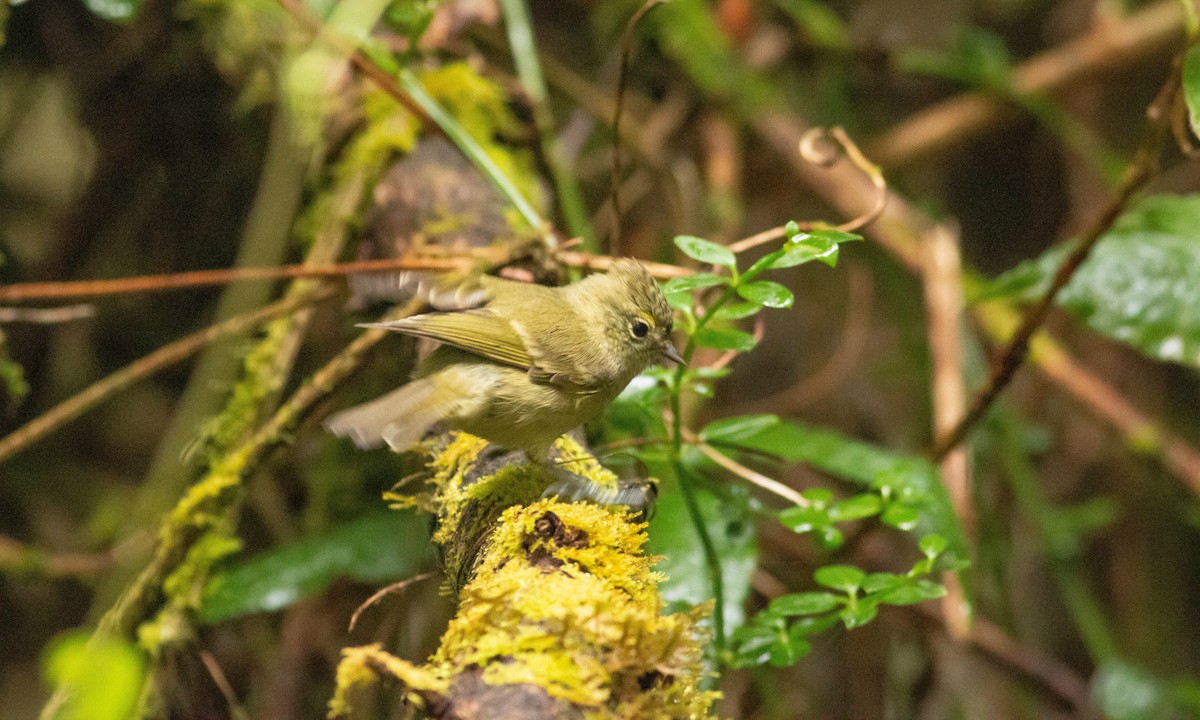 Yellow-browed Tit - ML127716031