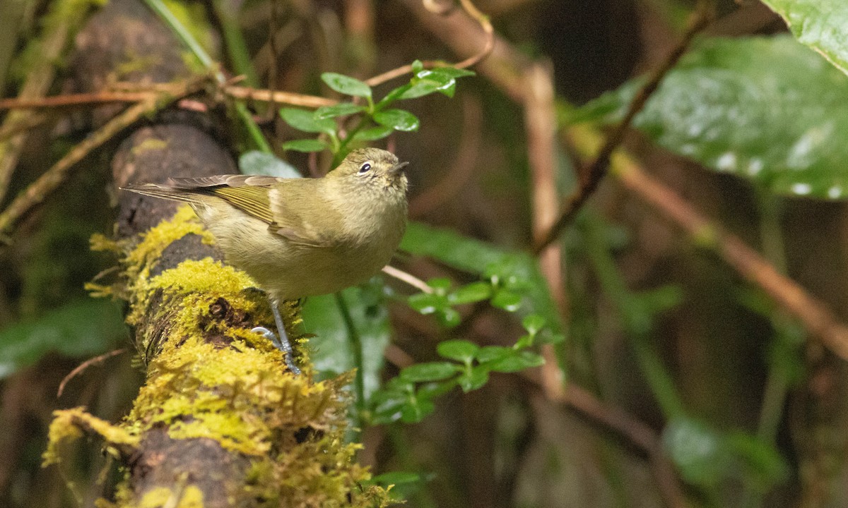 Yellow-browed Tit - ML127716051