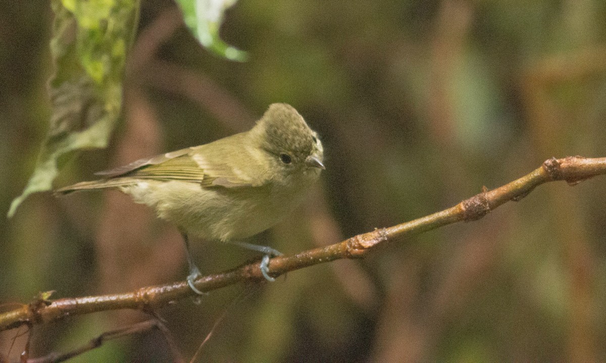 Yellow-browed Tit - ML127716521