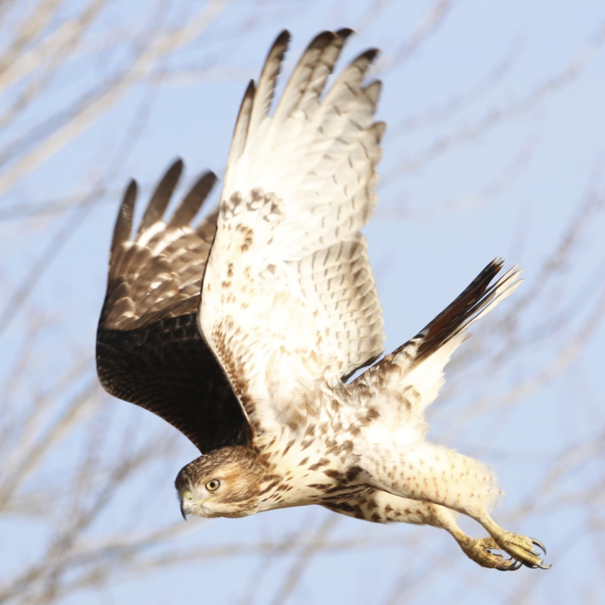 Red-tailed Hawk - ML127718161