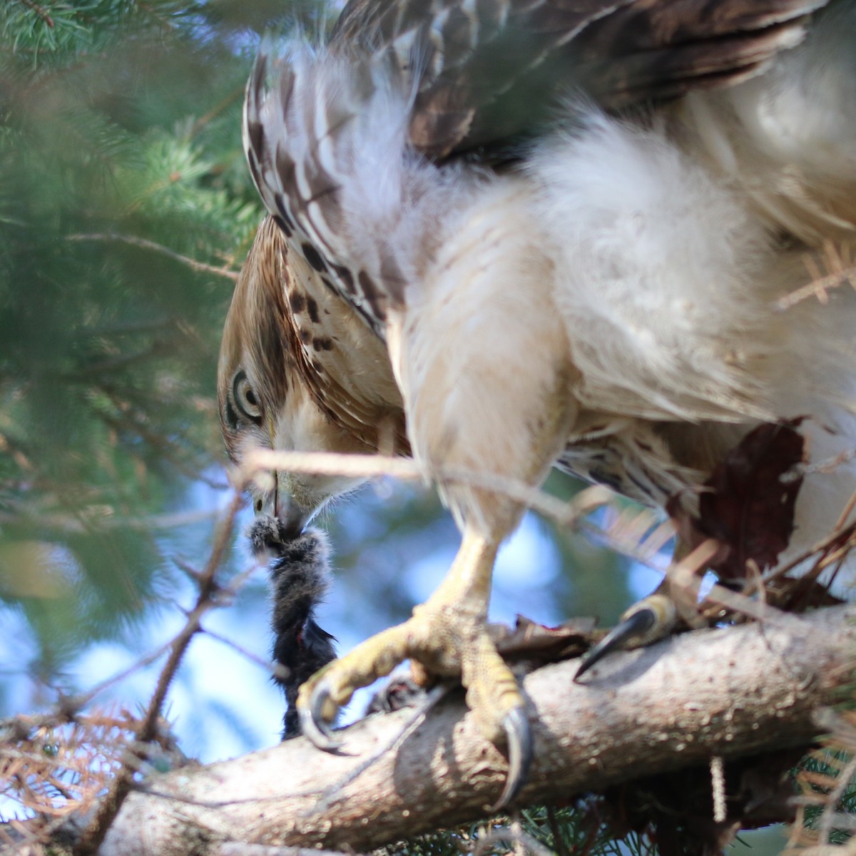 Red-tailed Hawk - ML127718351