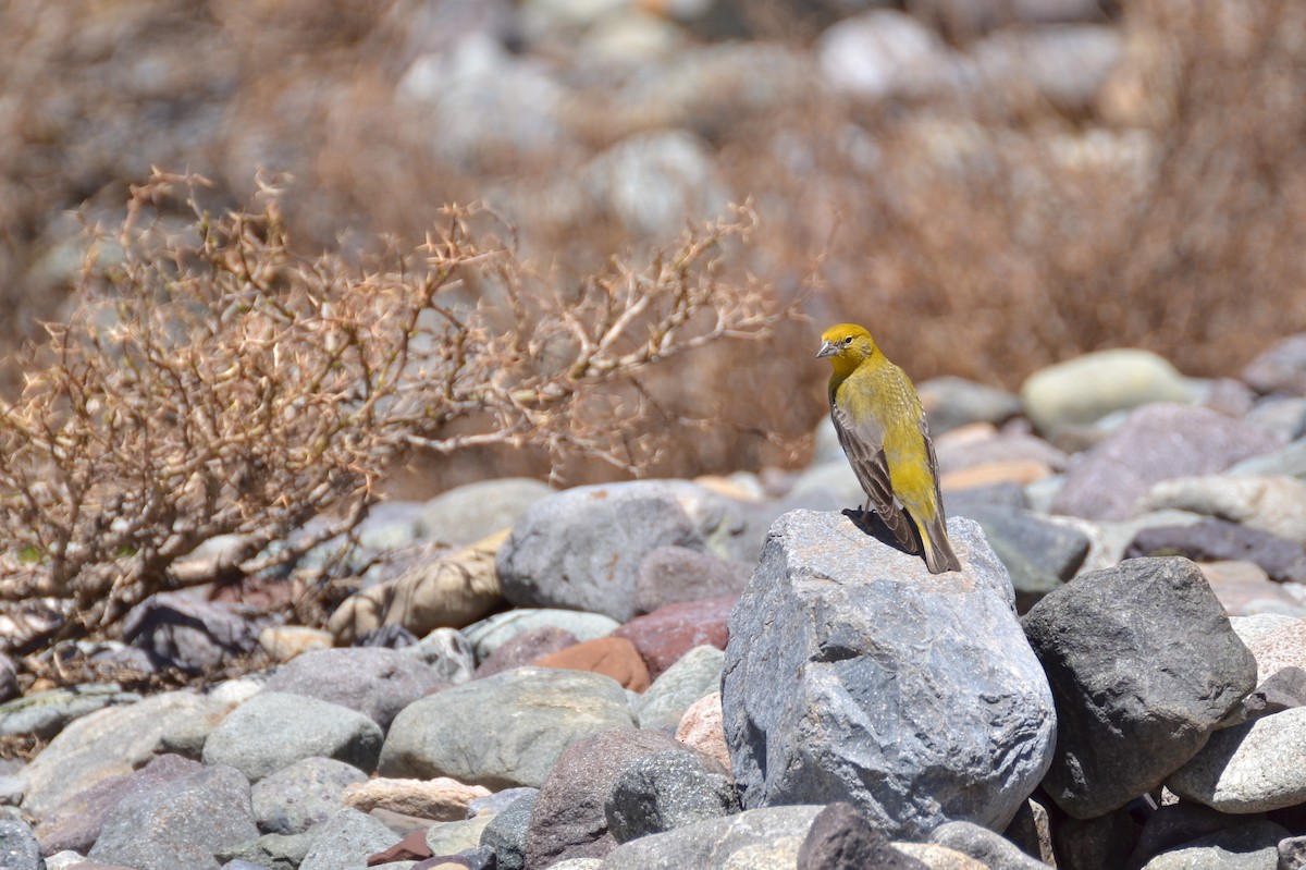 Greater Yellow-Finch - ML127718471