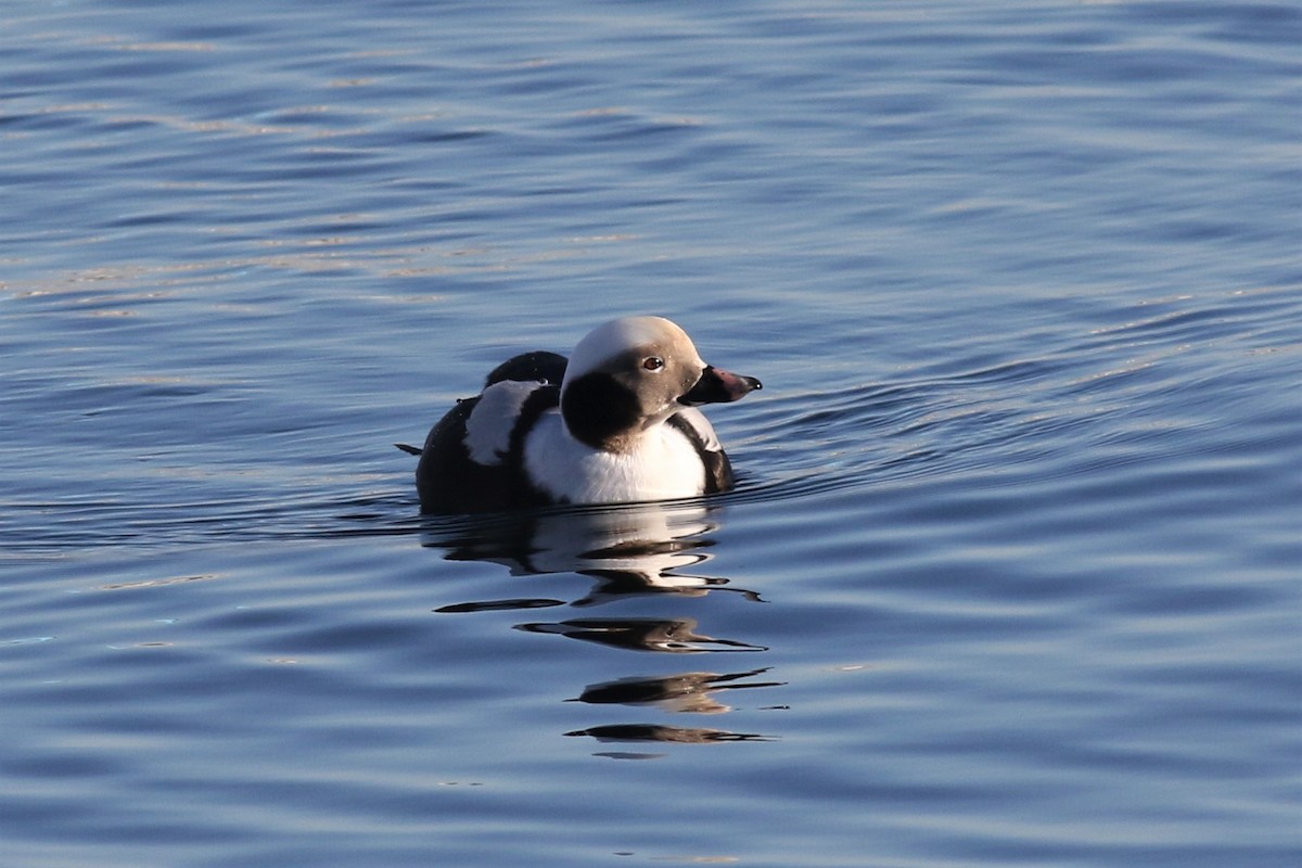 Long-tailed Duck - Margaret Viens