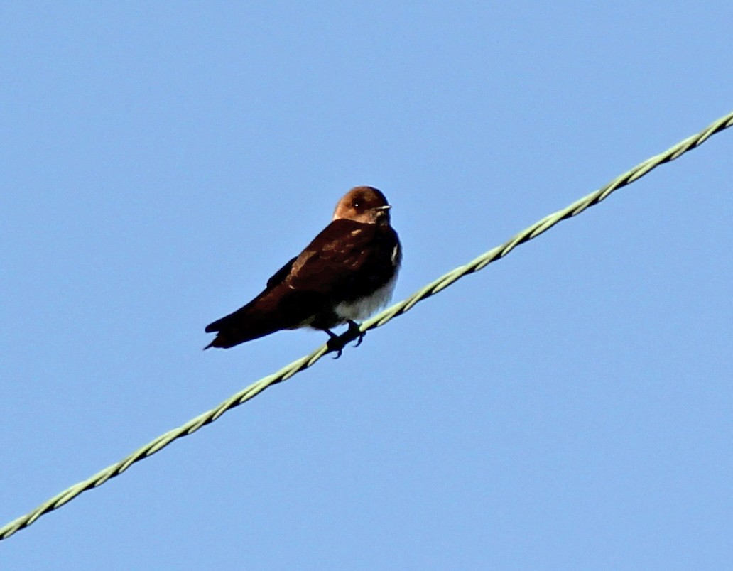 Northern Rough-winged Swallow - Andrew S. Aldrich