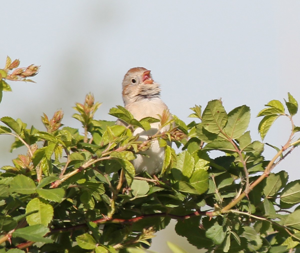 Field Sparrow - ML127721511