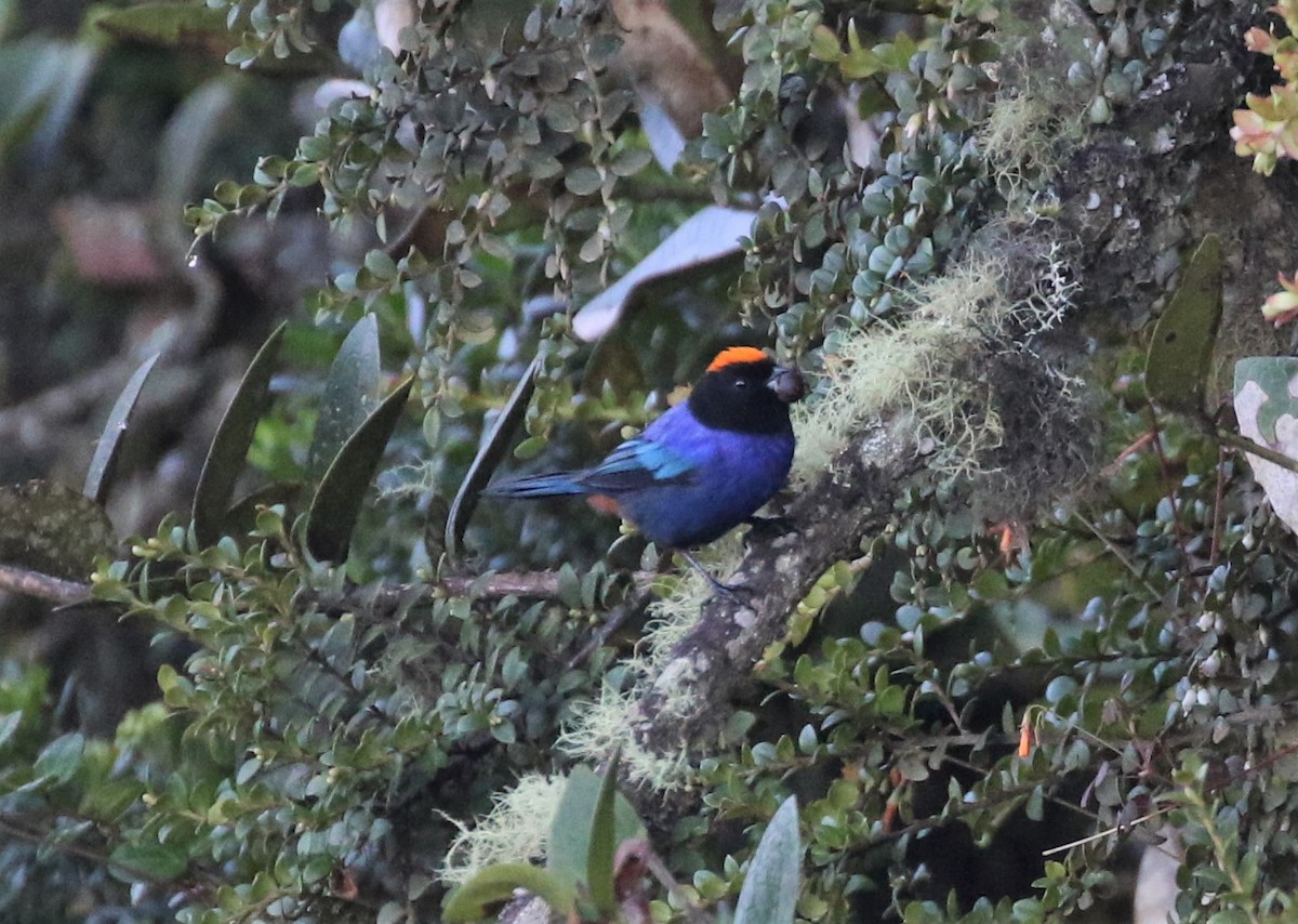 Golden-crowned Tanager - Jeff Tingle