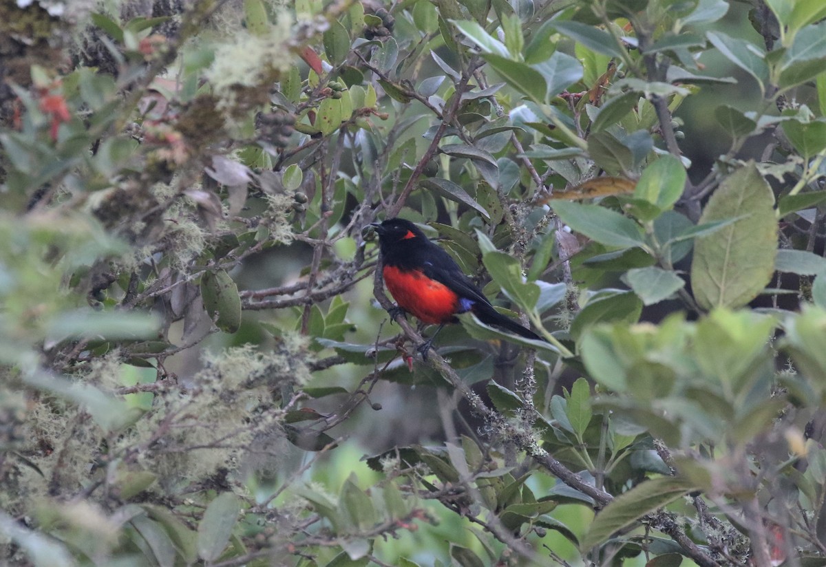 Scarlet-bellied Mountain Tanager - Jeff Tingle