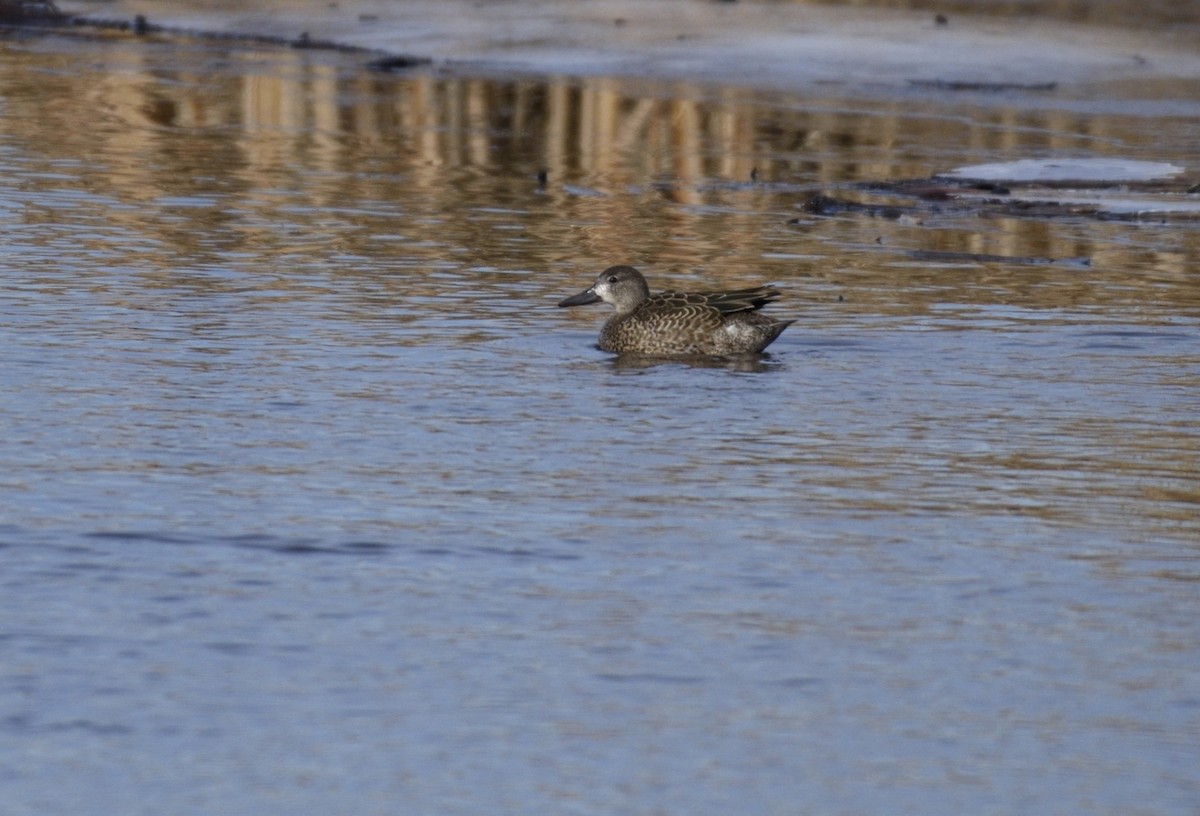 Blue-winged Teal - ML127727751