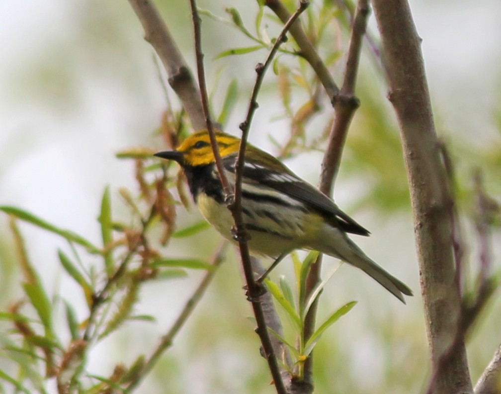 Black-throated Green Warbler - Andrew S. Aldrich