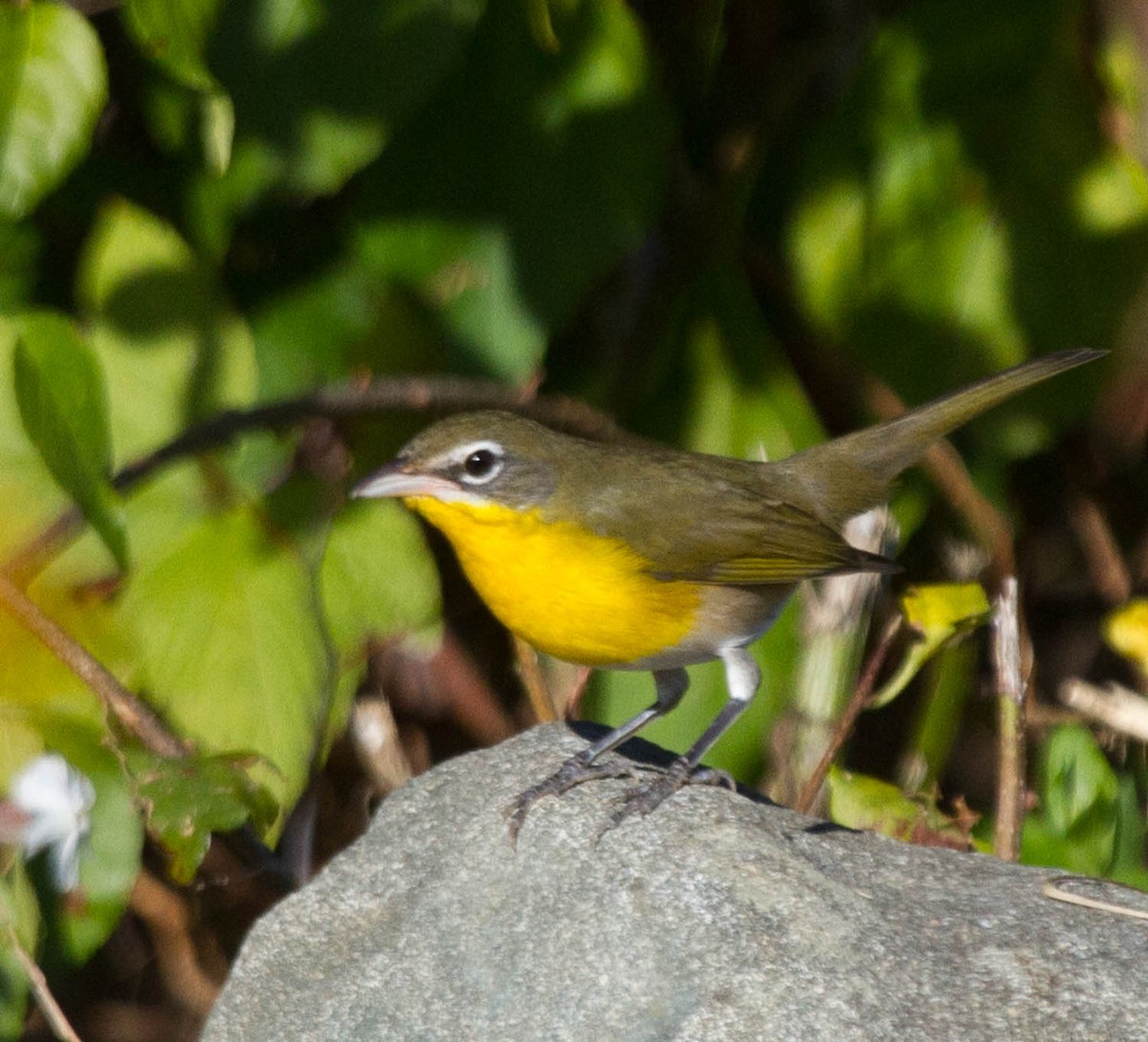 Yellow-breasted Chat - Jason Forbes